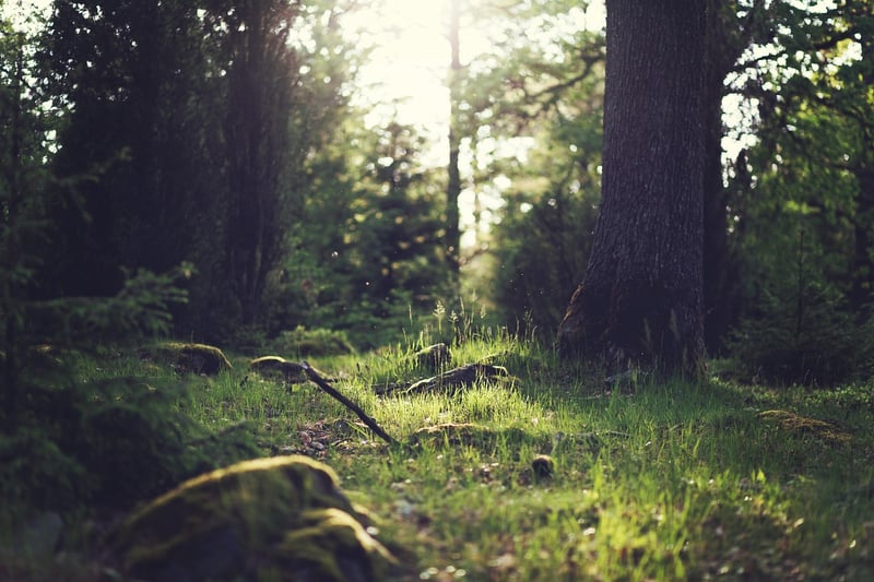 Forest Glades